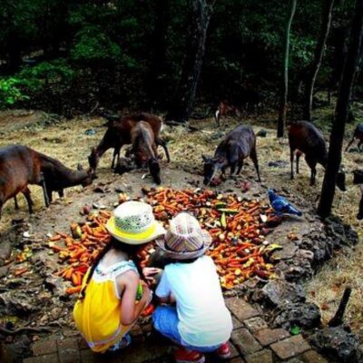 wildlife and plantation tour - barbados