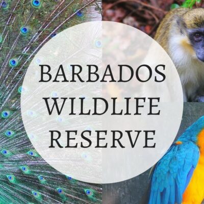 Garden - Wildlife Tour - Barbados